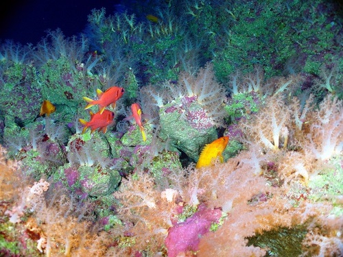 Deep-sea corals and other animals living on a seamount.