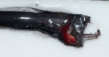 Pacific Viperfish NOAA