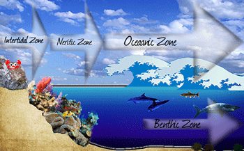 Four zones in the oceans where animals live. NOAA