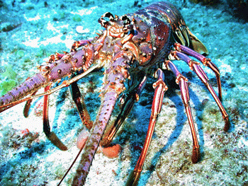 Caribbean Spiny Lobster, NOAA