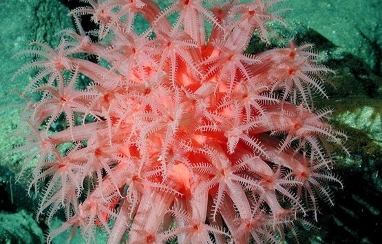 Deep-water Mushroom Coral  NOAA
