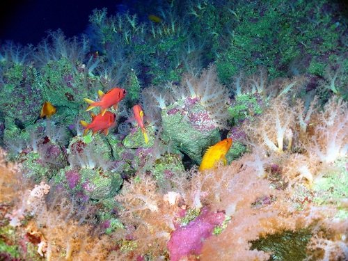 Deep-sea corals and other animals living on a seamount.