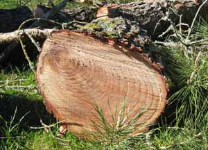 Science Activity, Tree Rings