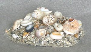 Science activity, Critter Rocks