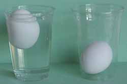 Earth Science Experiments, Floating Eggs, Photo by Myrna Martin