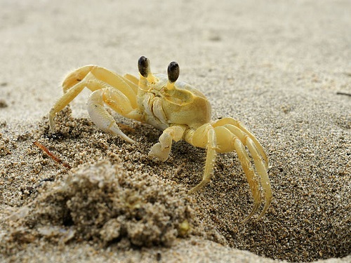 Ghost crab by a burrow entrance