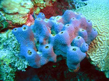 Branching tube sponge, NOAA