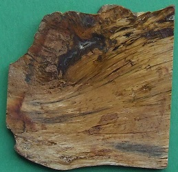 Petrified wood